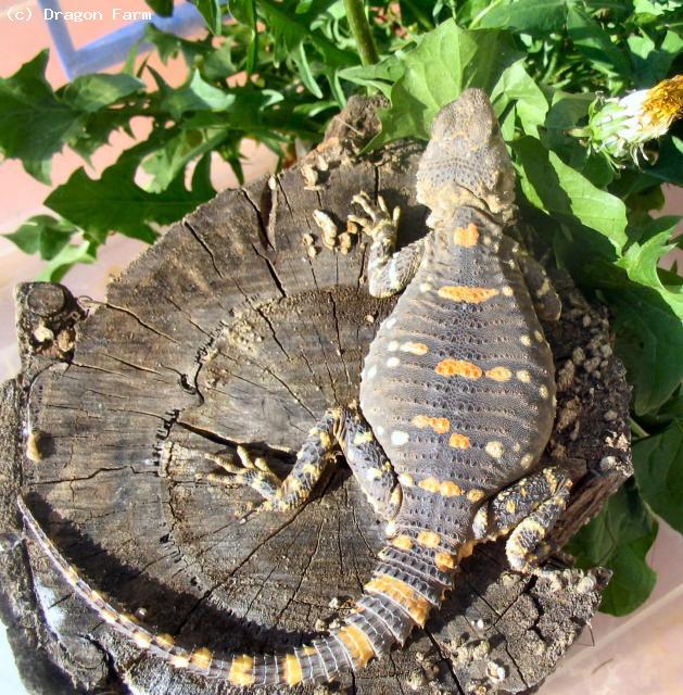 This is an adult female showing the orange markings off to perfection. 