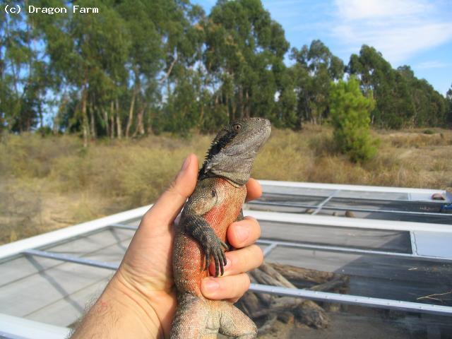 Adult male, with Water Dragon cages in the background