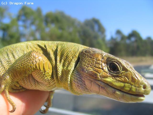 Same female showing autumn colours