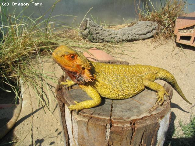 Old Yellow male dragon 