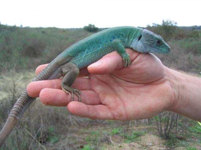 Adult male showing winter colours.