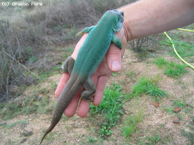 Adult male. Note that the back legs and tail are brown, and the body is green. Tunisian Eyed lizards have some green on the back legs and tail.  