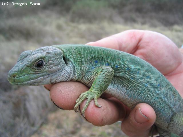 Adult female showing winter colours.