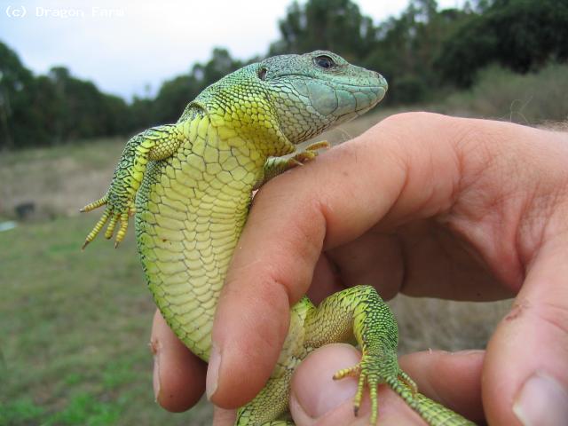 Same female <i>polylepidota</i>