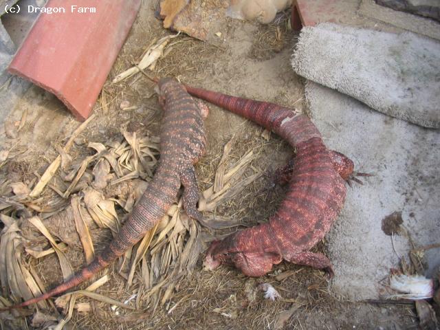 Red Tegus