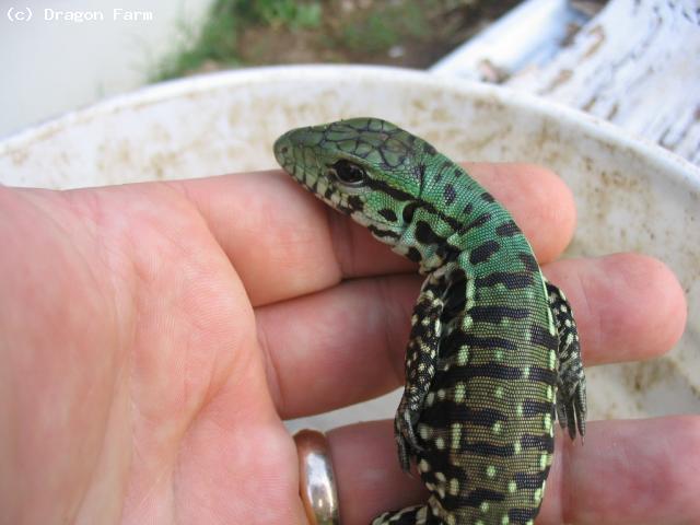 Baby Argentine Black and White Tegu.