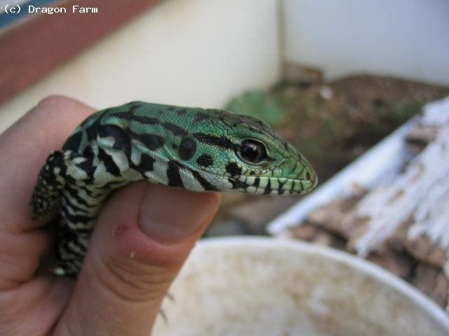 Baby Black and White Tegu. 