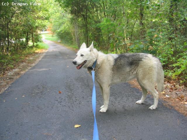 While I was there I took their pet wolf for a walk everyday. 