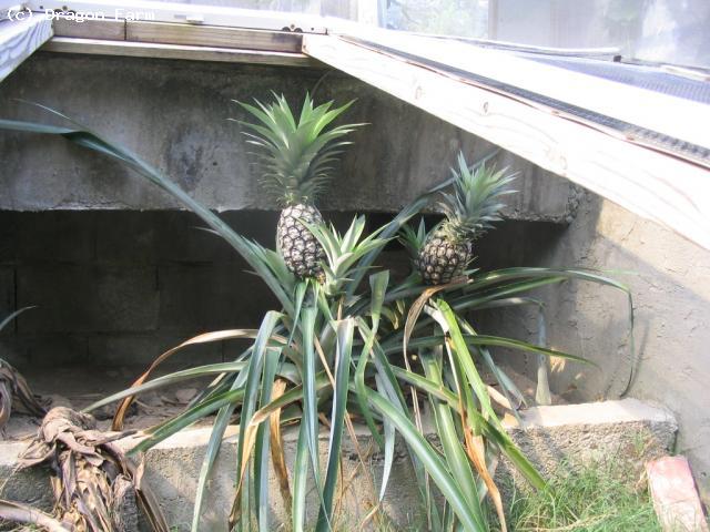 Pineapples growing in the Australian Water Dragon cages.