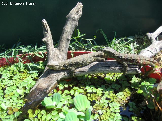 Sub-adult pair