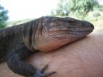Gran Canaria Giant Lizard (<i>Gallotia stehlini</i>) Close up of adult male. 